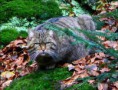 /album/fotogaleria/obrazek11-jpg1/