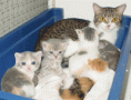 /album/fotogaleria/obrazek37-gif/