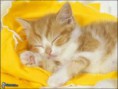 /album/fotogaleria/obrazek96-jpg/